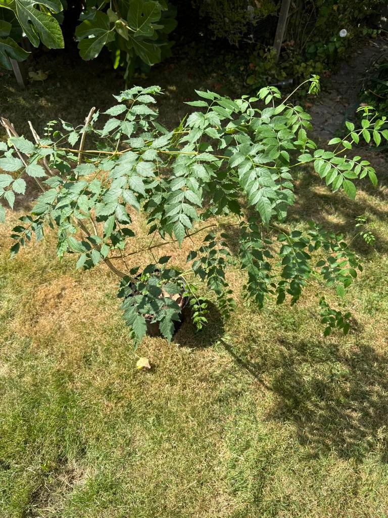 Fleur de trompette en lierre, Enlèvement