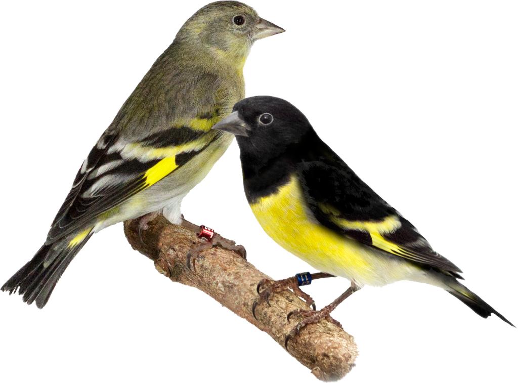 Geelbuiksijzen, Dieren en Toebehoren, Vogels | Overige Vogels
