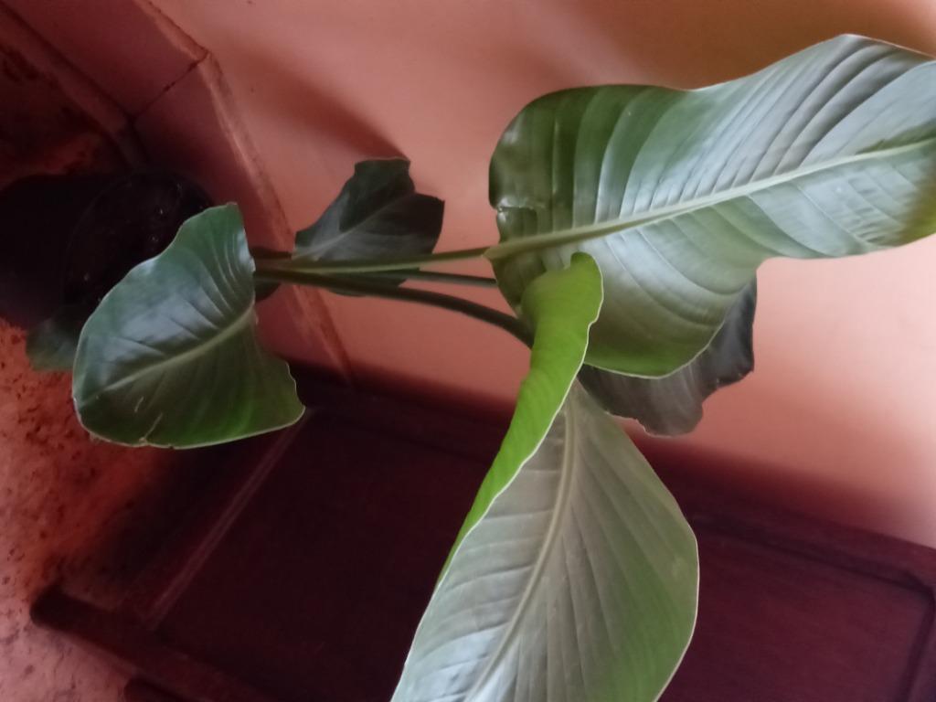 Strelitzia nicolai, Enlèvement