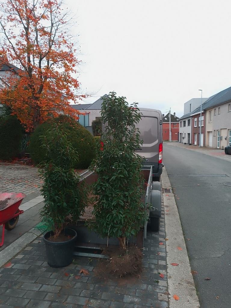 Usine de La Haye, 140/160 et 180/200, Enlèvement ou Envoi, Haie