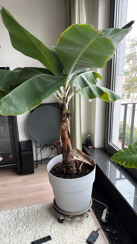 Grote bananen boom, 5j oud + grote pot, Huis en Inrichting, Kamerplanten, Ophalen