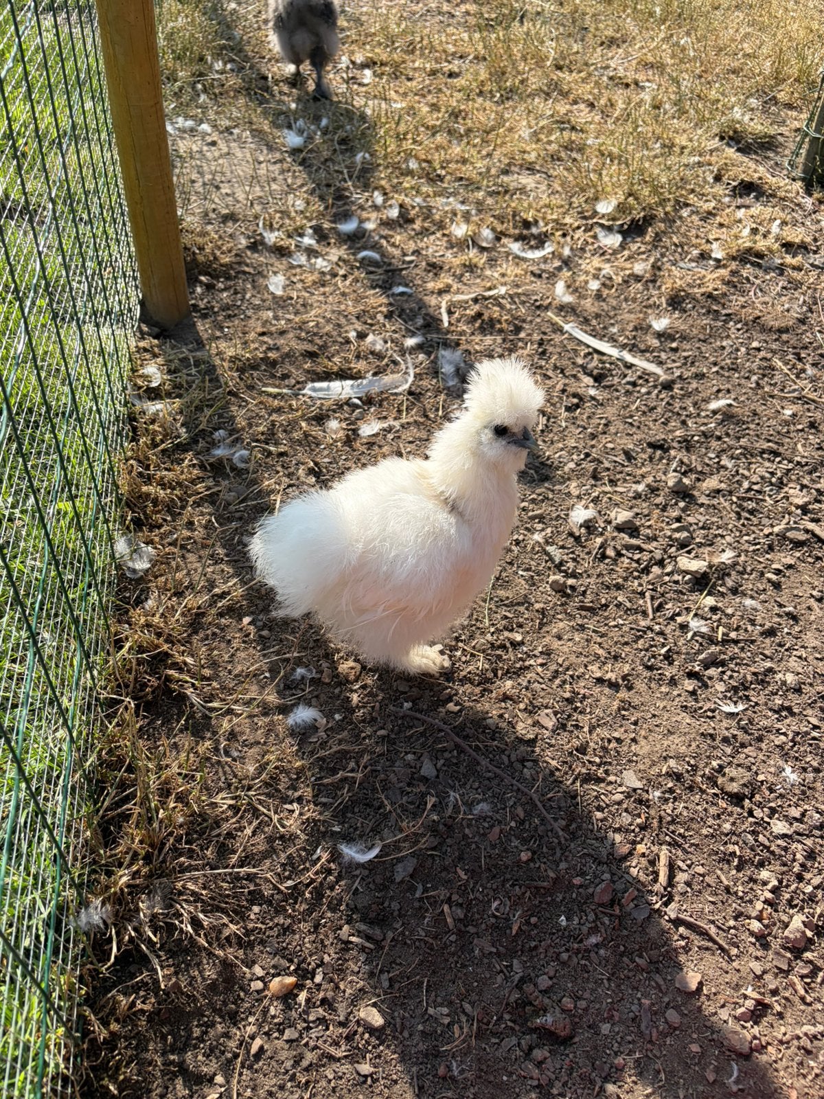Zijdehoenen te koop, Poule ou poulet