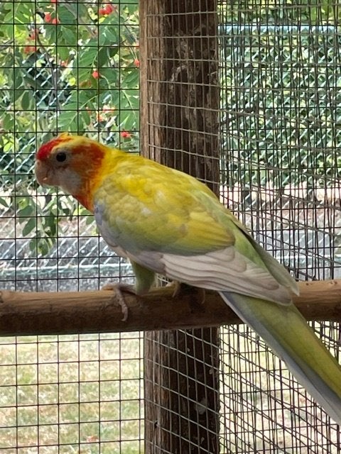 Rosella's, Meerdere dieren, Parkiet, Geringd
