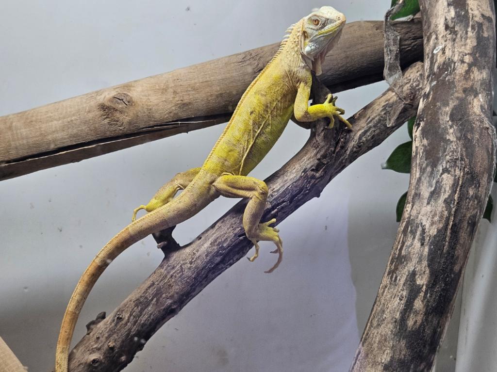 Guana Iguana ALBINOS T- 2025