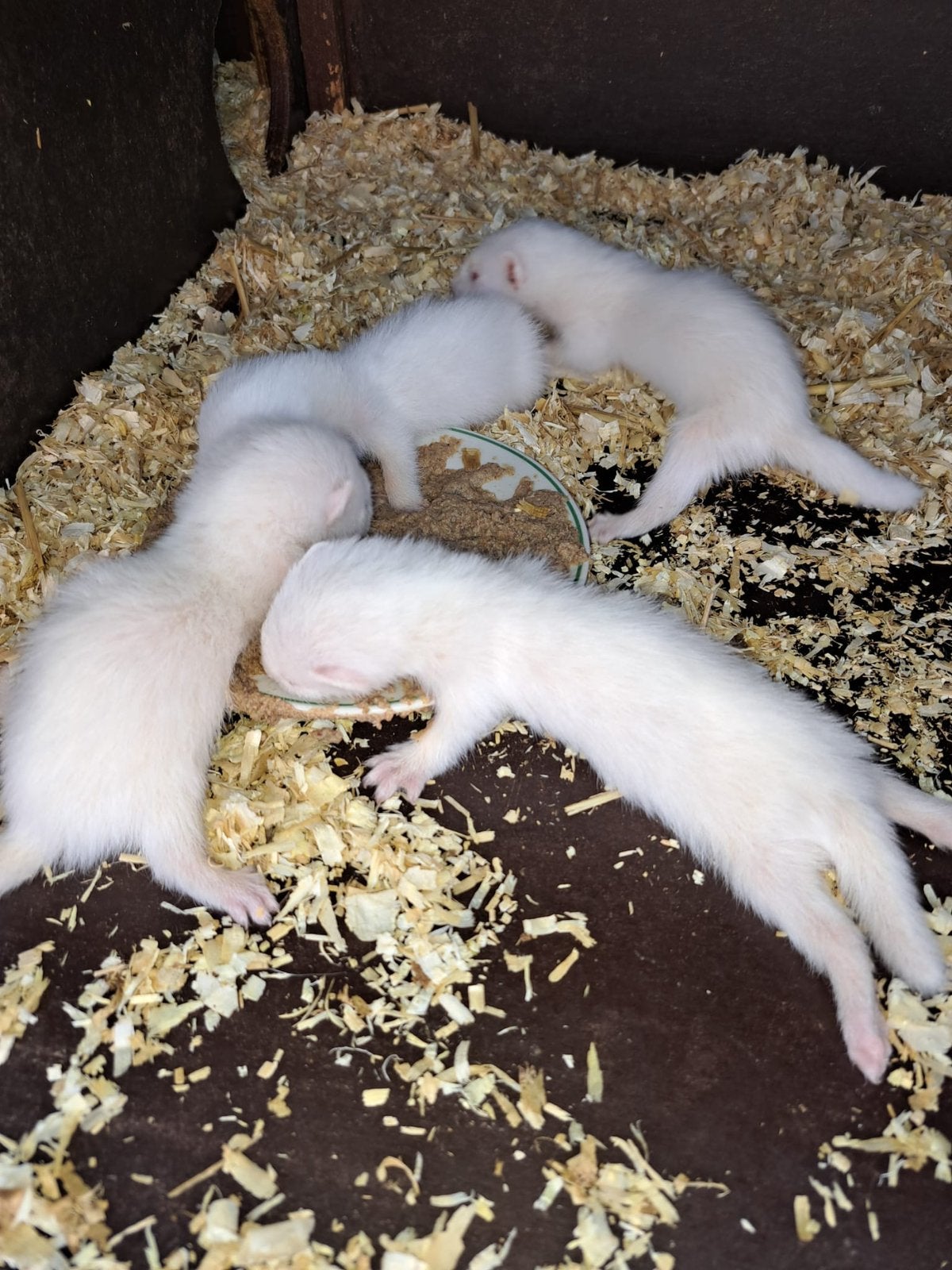 Jachtfretten, Furet, Juin, Domestique, Plusieurs animaux