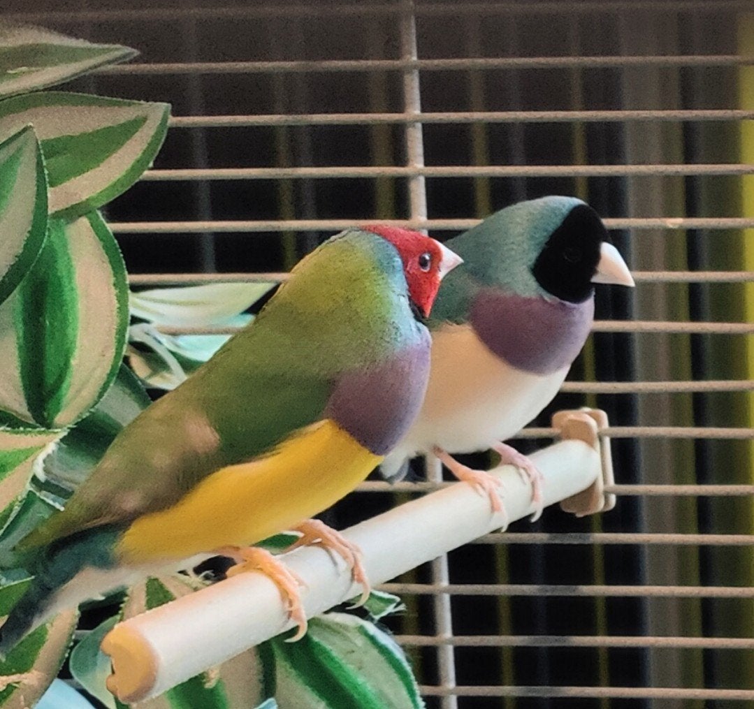 Gouldamadines, Dieren en Toebehoren