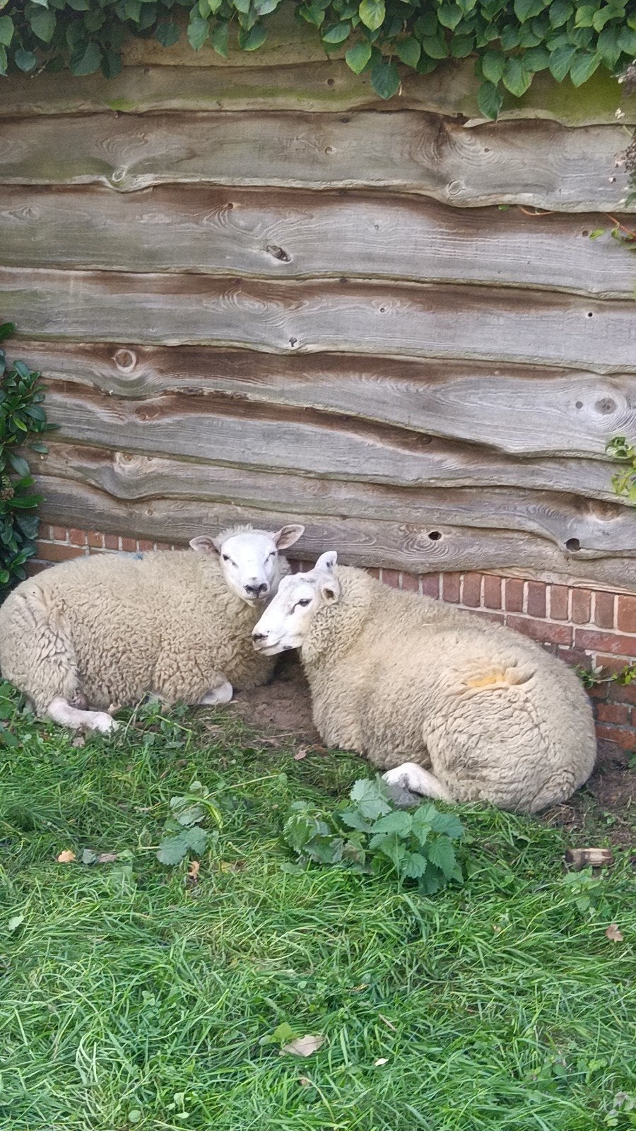rammen, Dieren en Toebehoren, Mannelijk, Schaap, 0 tot 2 jaar