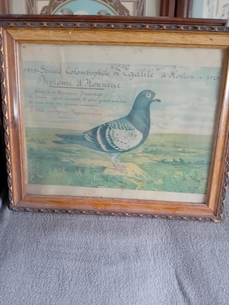 Pigeons duiven colombophile duif, Enlèvement ou Envoi