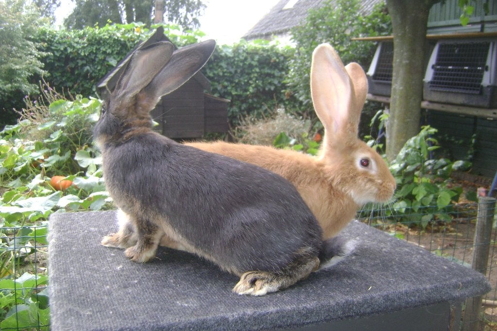 Twee jonge Vlaamse reuzen, Animaux & Accessoires, Lapins, Mâle, Grand