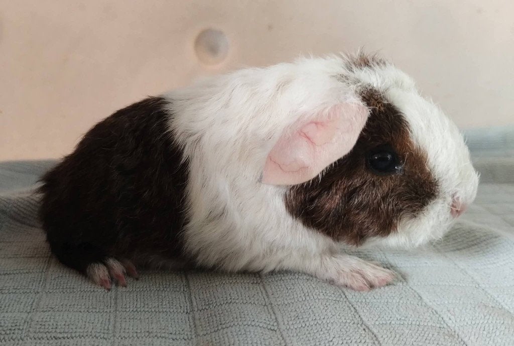 Goudagouti bonte rex beer, Dieren en Toebehoren, September, Mannelijk, Cavia