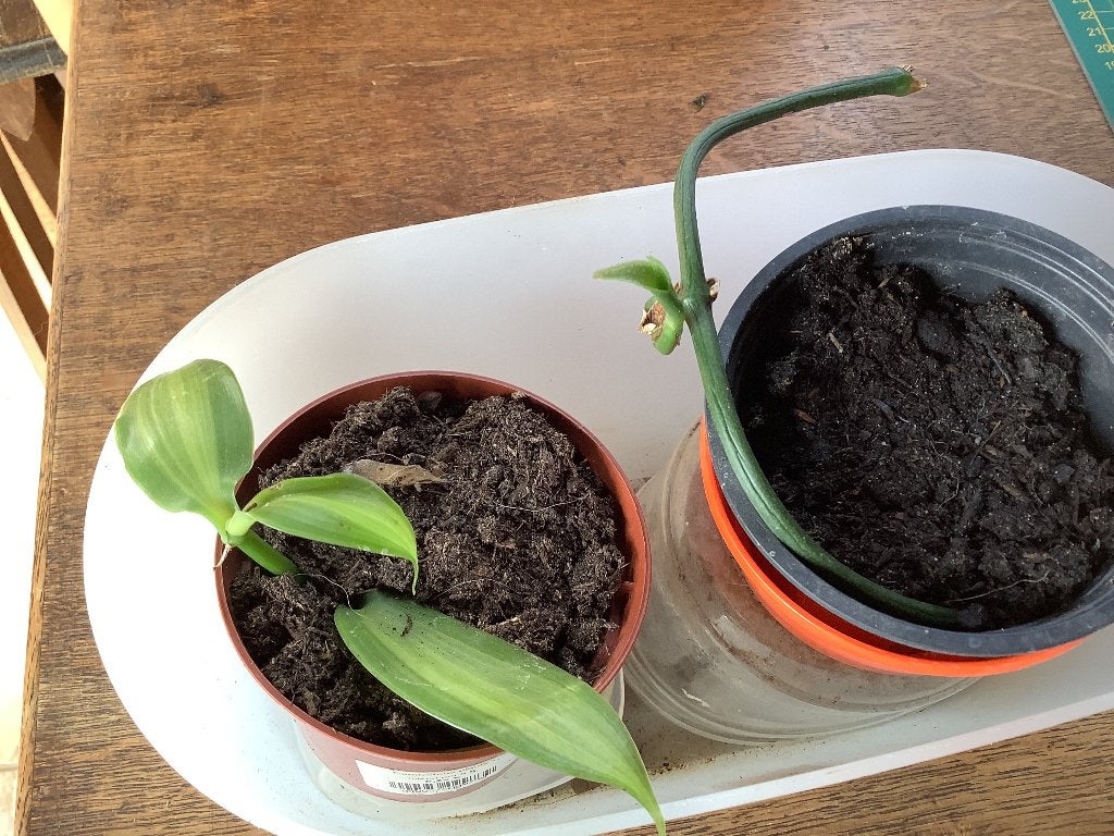 2 boutures vanille orchidee ,cherche jasmin officinal blanc, Jardin & Terrasse, Plantes | Jardin, Enlèvement