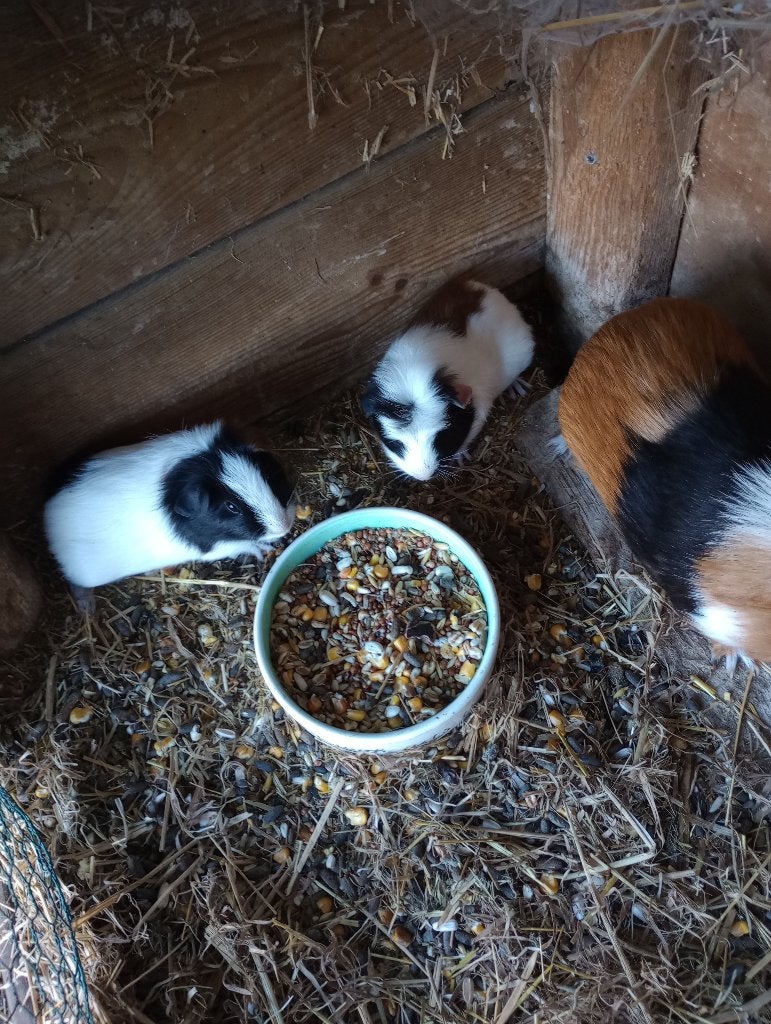 cavia, Dieren en Toebehoren, Juli, Cavia