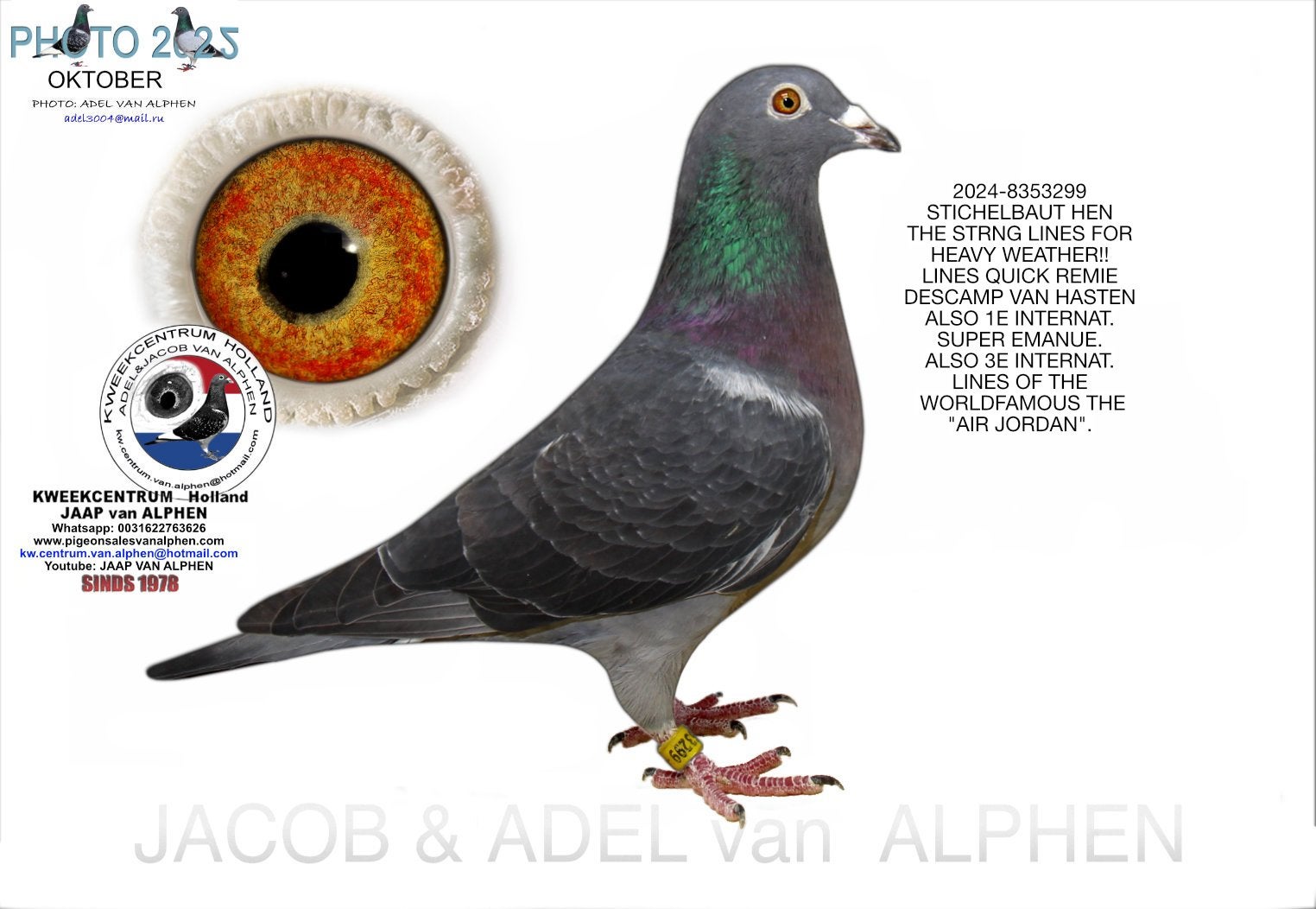 Stichelbaut doffer 2024 bloedlijn Air Jordan, Dieren en Toebehoren, Mannelijk, Postduif