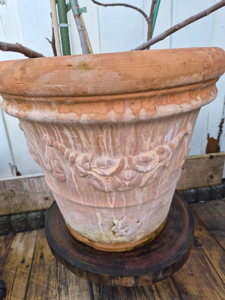 Terracotta pot met vijgenboompje, Enlèvement ou Envoi
