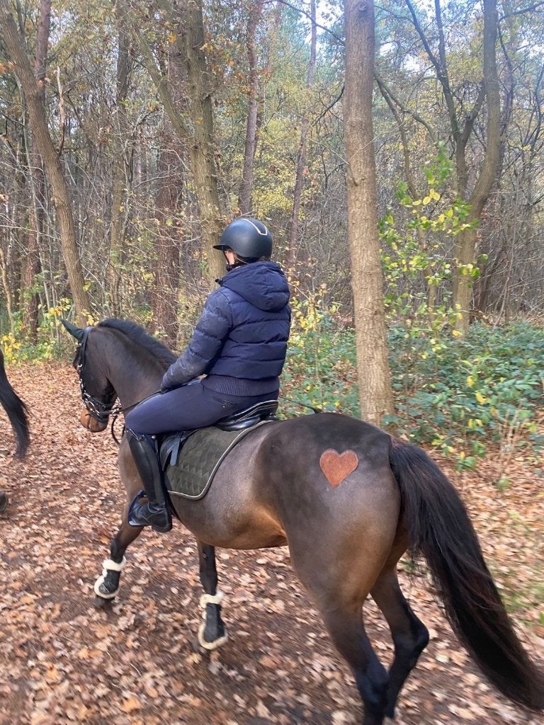 Pony D, Jument, Poney D (1.37 m à 1.48m), Poney de saut, 11 ans ou plus