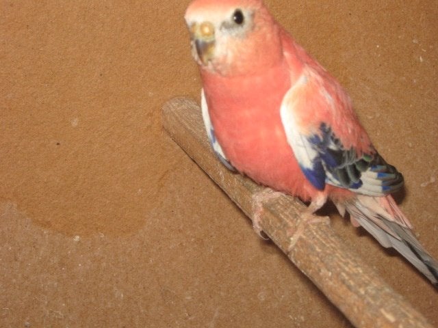 a vendre des elegantes des turquoisine de bourkes, Animaux & Accessoires, Plusieurs animaux, Perruche