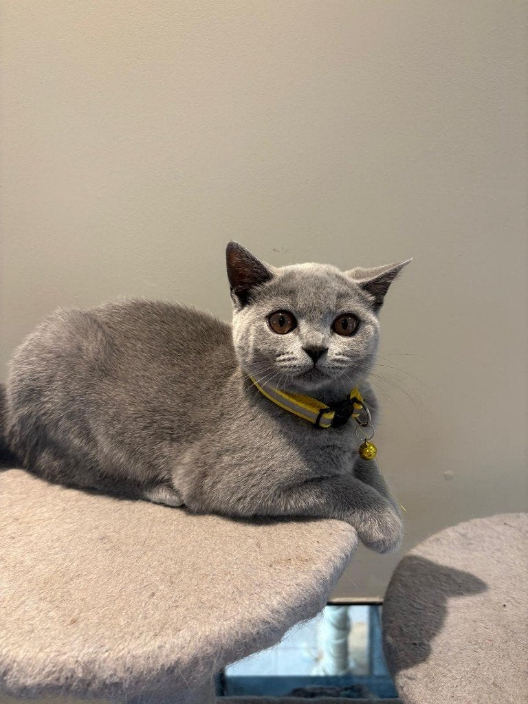 Britse korthaar kitten, Chatte ou Chat, Avec puce électronique, 0 à 2 ans
