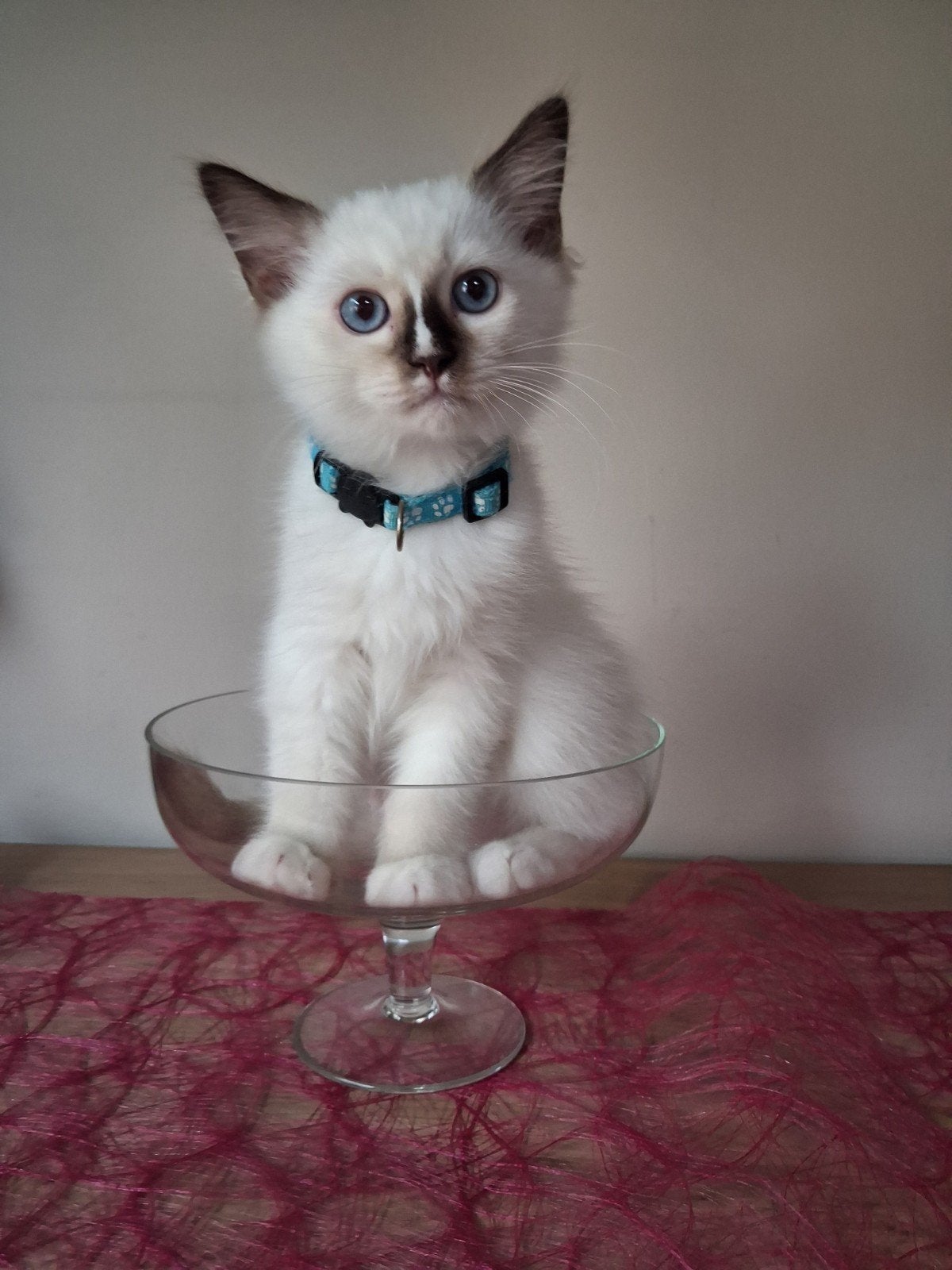 Chaton Ragdoll (chat), Chat, Vermifugé, 0 à 2 ans
