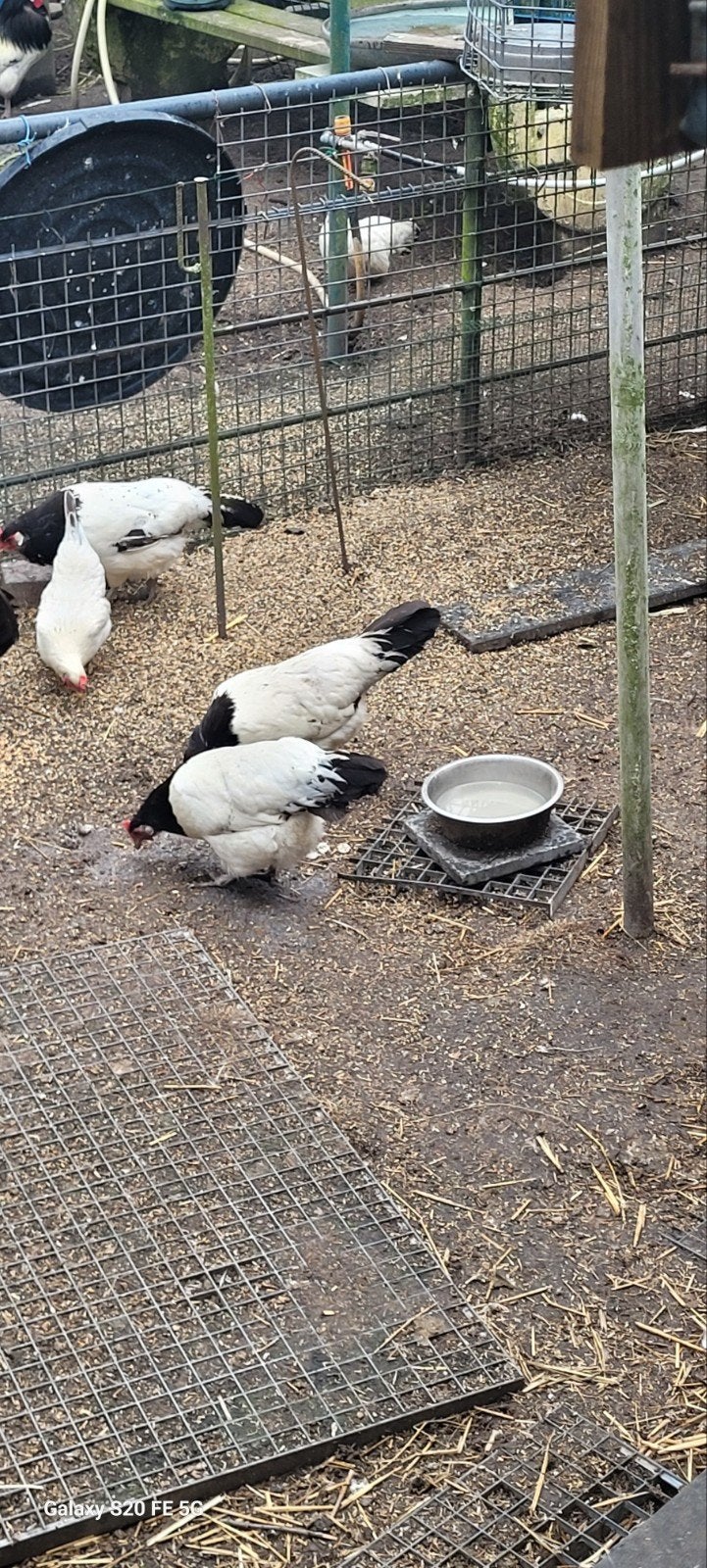 Lakenvelders, Dieren en Toebehoren