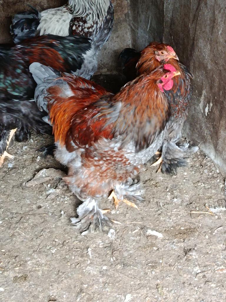Brahma groothoender hanen, Dieren en Toebehoren, Pluimvee, Mannelijk, Kip