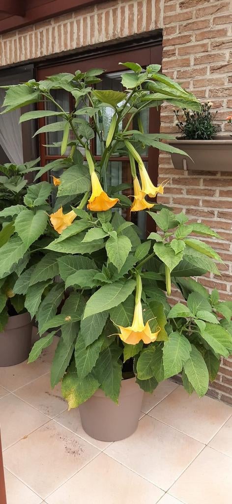Brugmansia Engelentrompet Datura geel 35 cm - 5€ per plant, Tuin en Terras, Planten | Tuinplanten, Ophalen, Zomer, Vaste plant