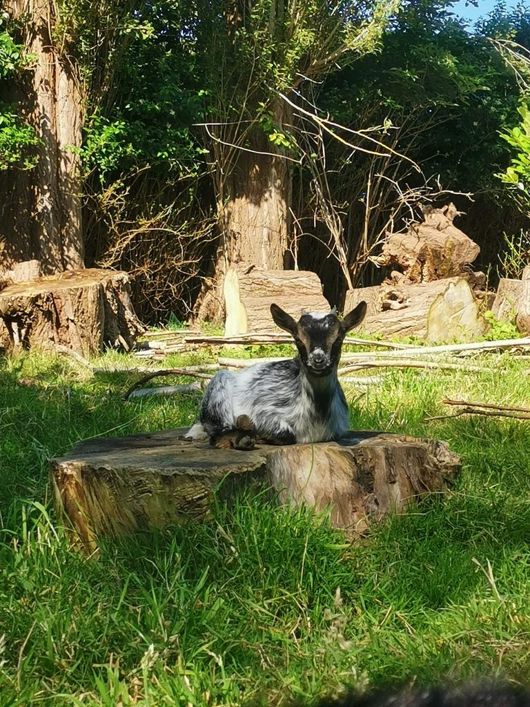 Weide gezocht voor geitjes !, Dieren en Toebehoren, Stalling en Weidegang, Weidegang