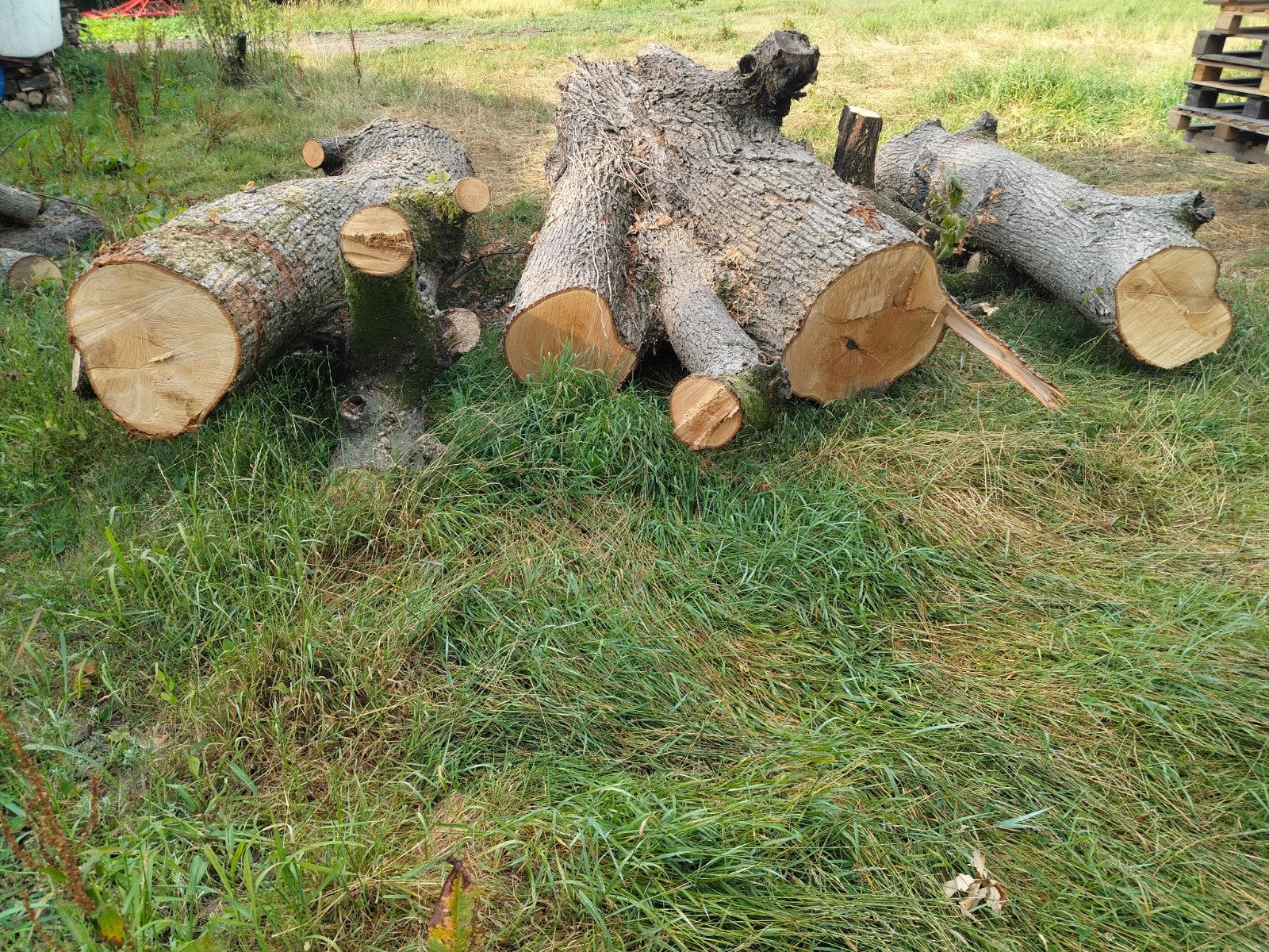 Tilleul pour bois de chauffage ou sculpture, Jardin & Terrasse, Enlèvement