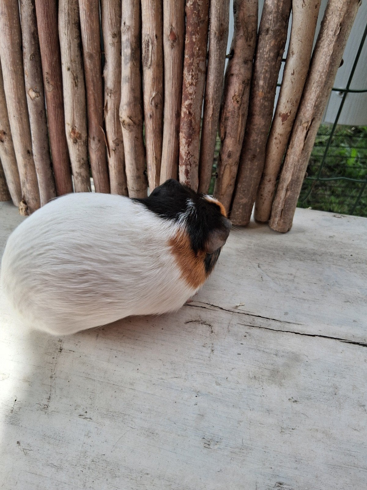 4 cavia meisjes  2 voor 40 euro, Animaux & Accessoires, Rongeurs, Domestique, Mai, Cobaye, Femelle
