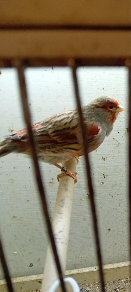 Koppel harlekijnen, Dieren en Toebehoren, Vogels | Kanaries