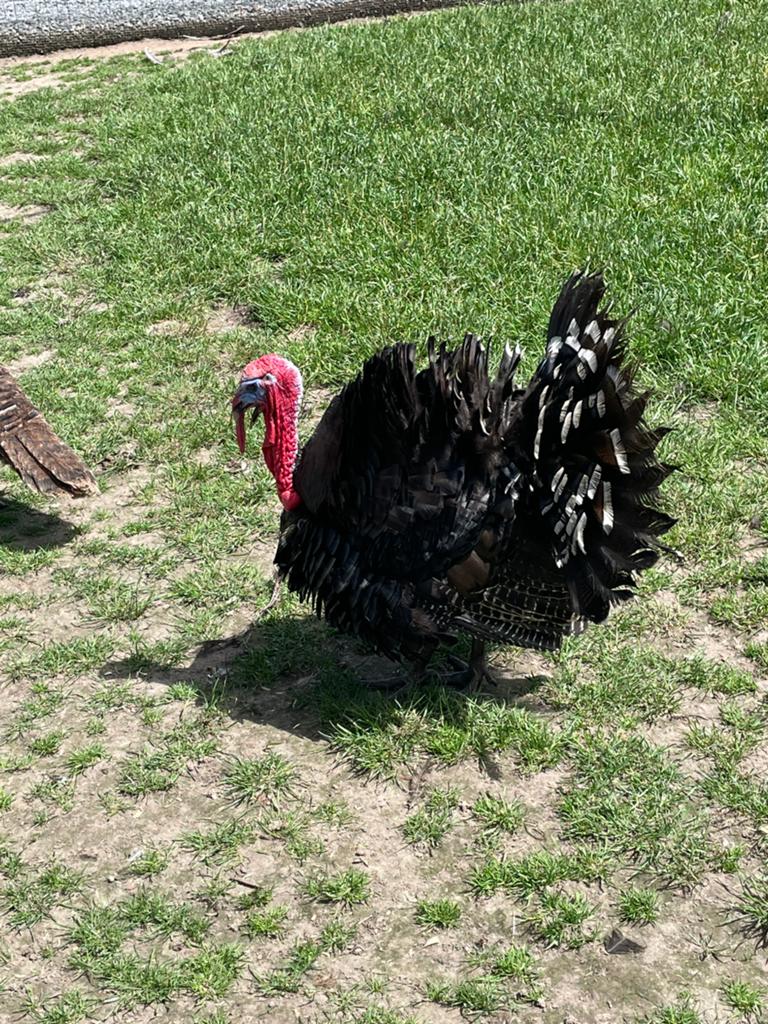 Am bronsvleugel kalkoen, Dieren en Toebehoren, Pluimvee, Kalkoen