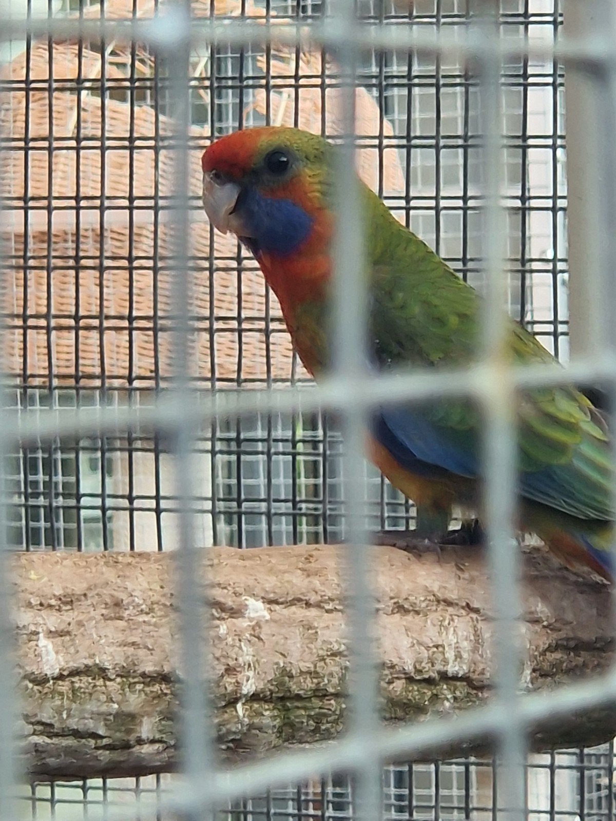 Adelaide rosella's '26, Mannelijk, Parkiet, Geringd