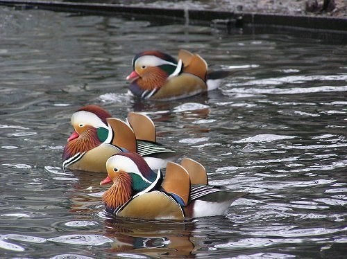 siereenden kweek 2026, Dieren en Toebehoren, Mei, Meerdere dieren