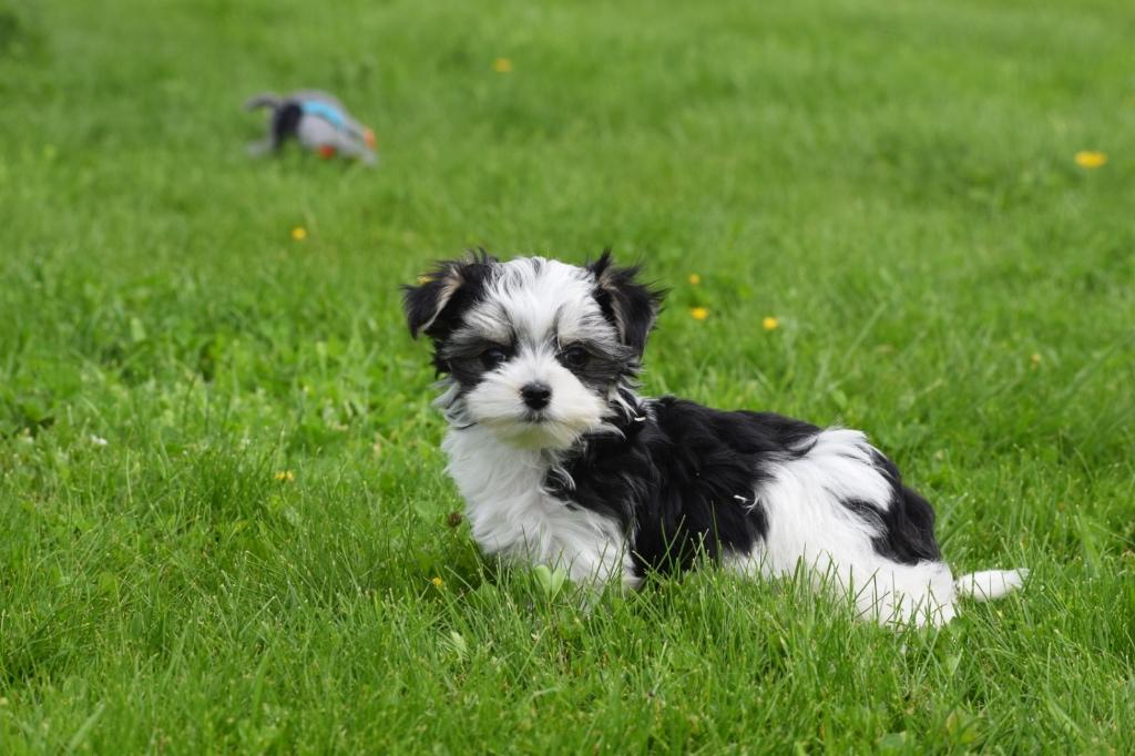 Chiots Biewer Yorkshire Terrier, Animaux & Accessoires, 15 semaines à 1 an, Hépatite contagieuse (maladie de Rubarth), Autres races