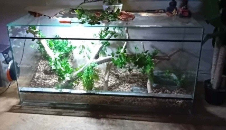 mooie terriarium, Ophalen