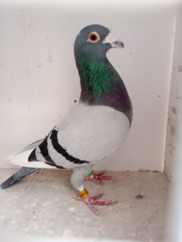Elevage de pigeons. ! ! ! ! ! ! !, Mâle, Pigeon voyageur