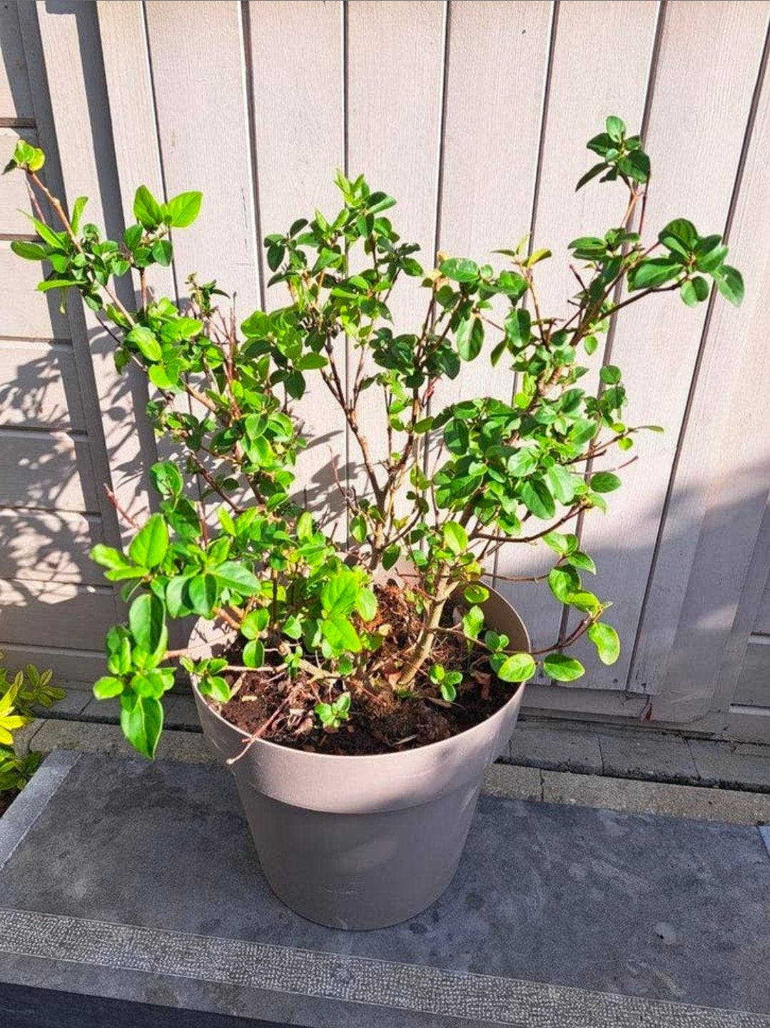Osmanthus Burkwoodii - plant in pot van +/- 60 cm, Ophalen, Struik, Minder dan 100 cm