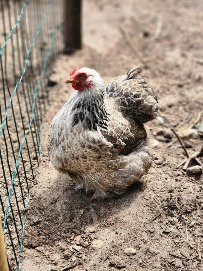 Laatste 3 cochinkriel hennen + 1 haan