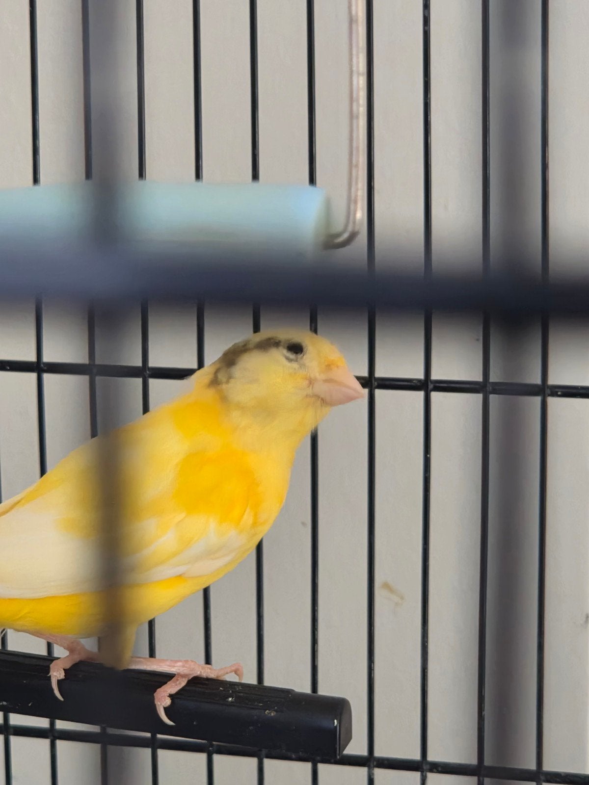 kanarie te koop, Dieren en Toebehoren