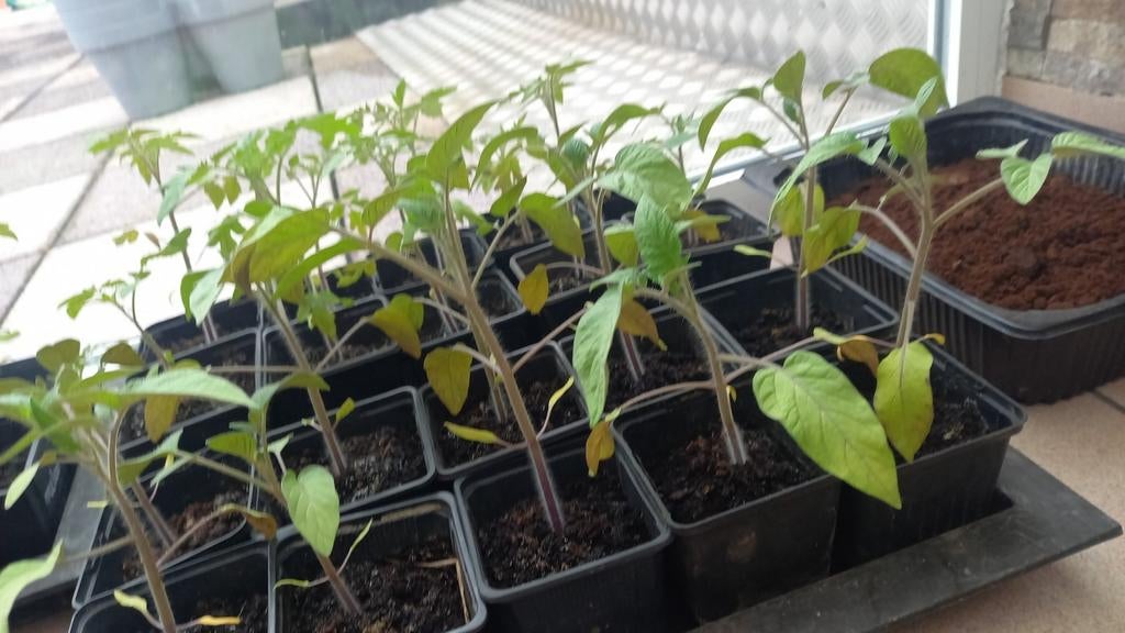 Tomatenplanten, Ophalen