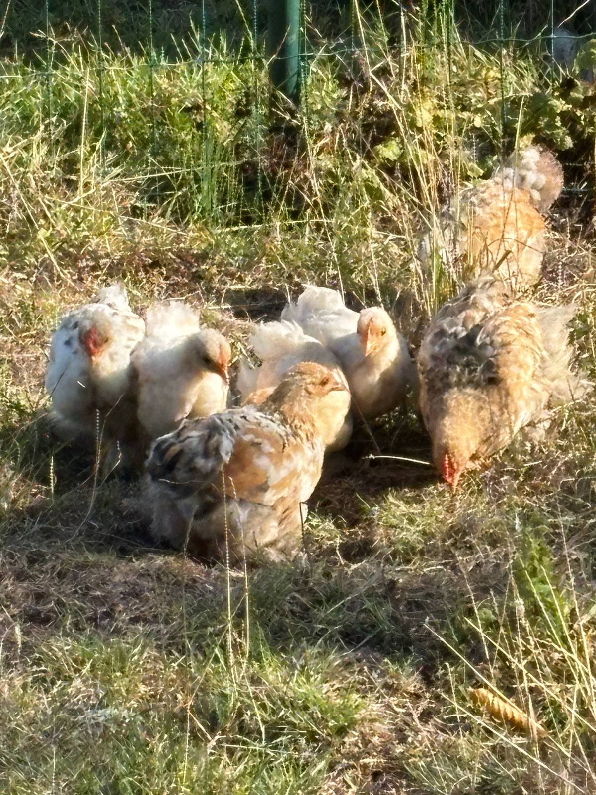 Cochin kriel, Plusieurs animaux, Poule ou poulet