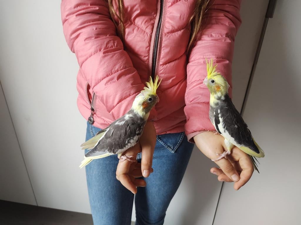 2 handtamme jonge valkparkierten, Dieren en Toebehoren, Vogels | Parkieten en Papegaaien