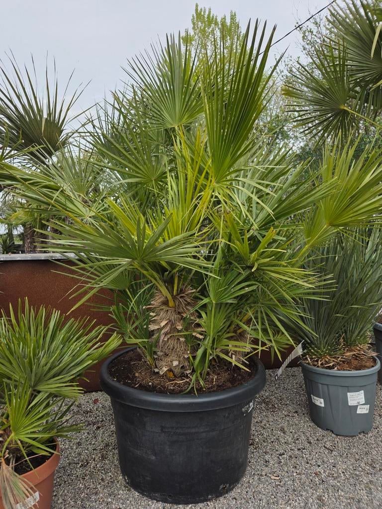 Chamaerops Humilis meerstam, Tuin en Terras, Ophalen