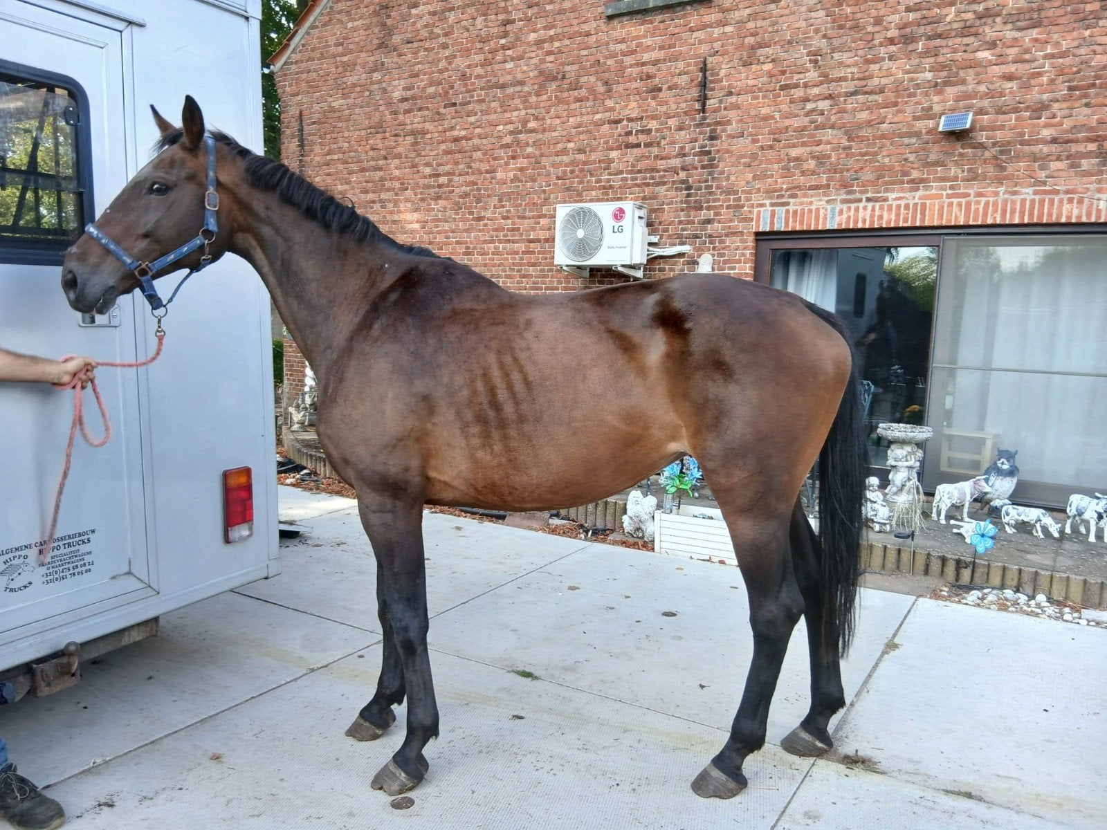 fokmerie / weidemaatje, Dieren en Toebehoren, Paarden