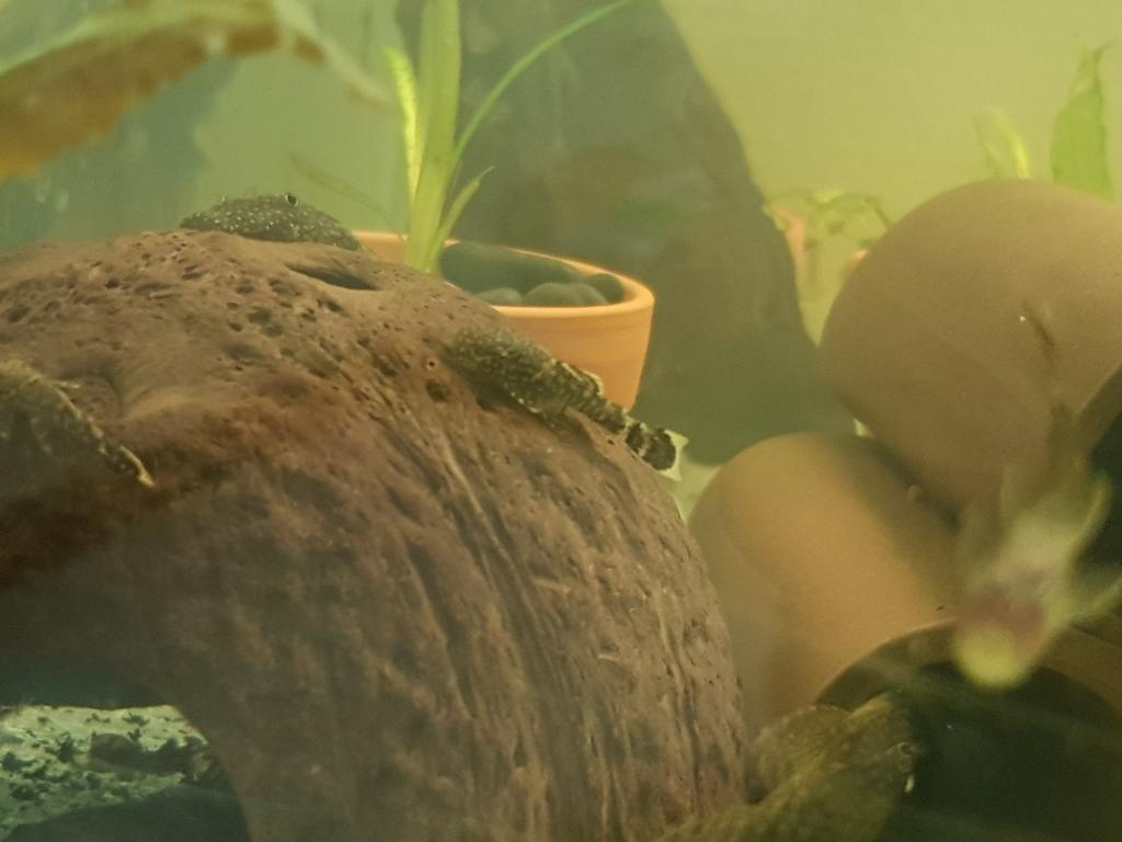 Jonge ancistrussen, Dieren en Toebehoren