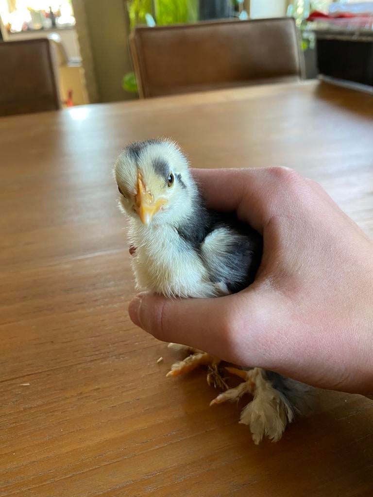 3 handtamme cochin kriel kuikens, Dieren en Toebehoren