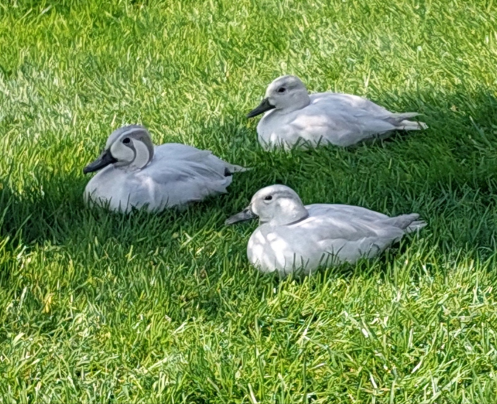 zilver baikaltaling, Dieren en Toebehoren, Pluimvee