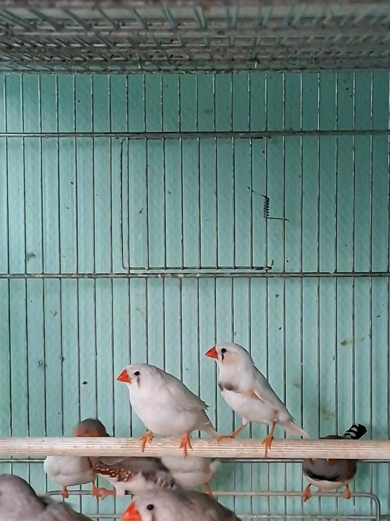 diamants mandarins a vendre, Plusieurs animaux, Oiseau tropical
