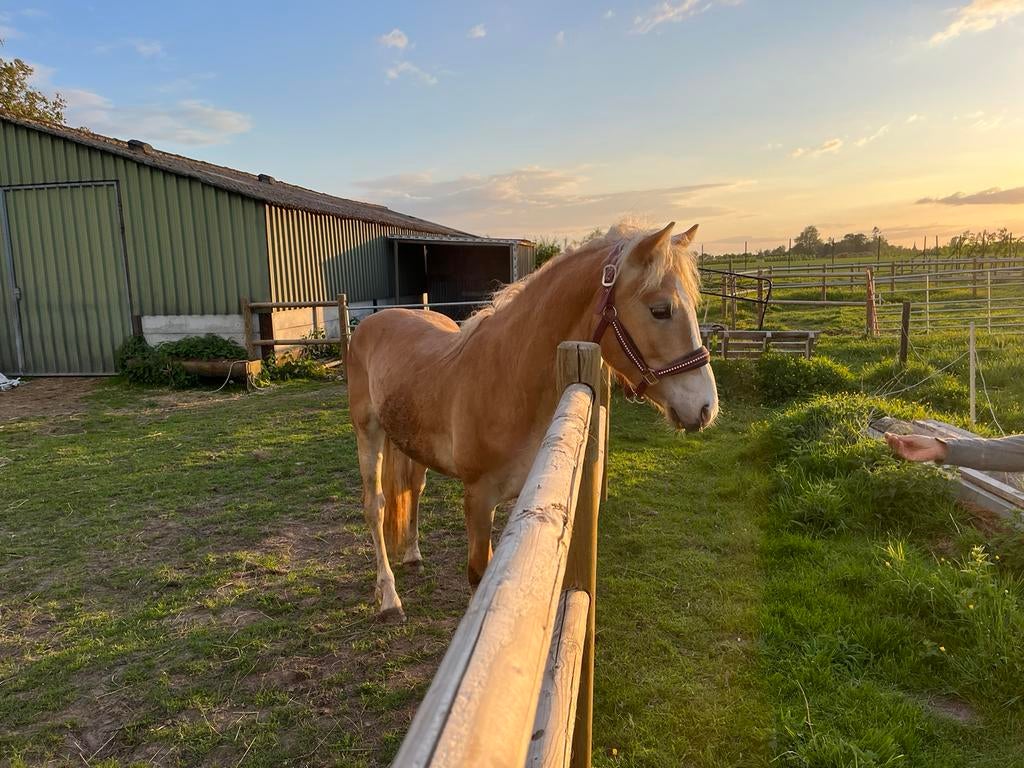 Haflinger, Dieren en Toebehoren, Paarden, Hengst