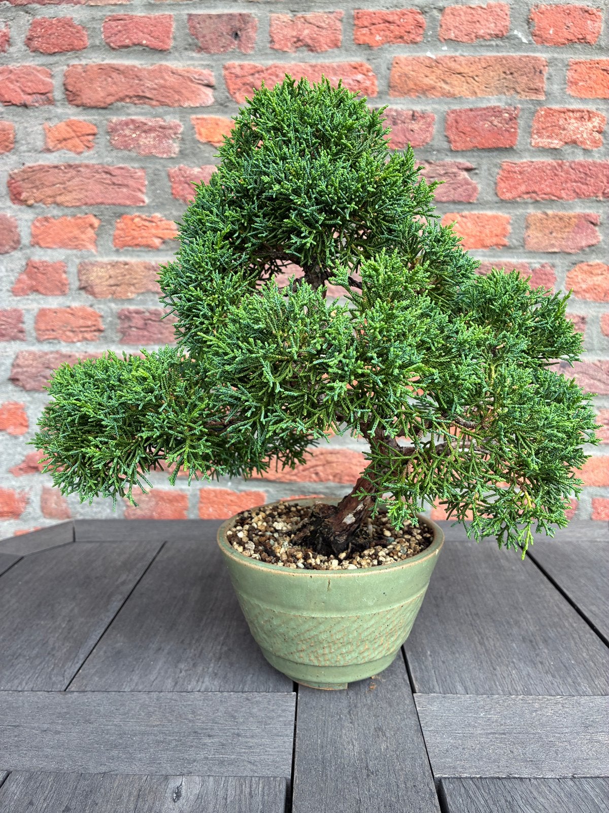 Bonsai, Tuin en Terras, Planten | Tuinplanten, Ophalen