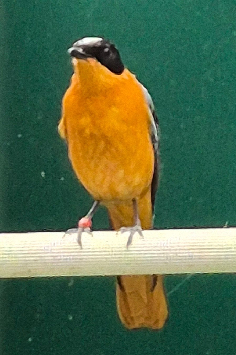 Sneeuwkruin roodborsttapuit, Animaux & Accessoires, Oiseaux | Oiseaux Autre, Bagué